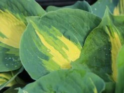 Funkie 'Dream Queen' -Günstiges Garten Zart Geschäft funkie dream queen m062317 w 1