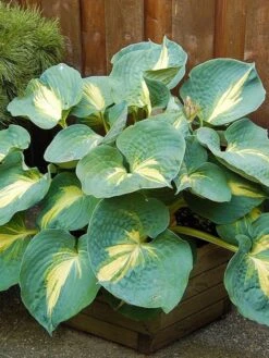 Funkie 'Dream Queen' -Günstiges Garten Zart Geschäft funkie dream queen m062317 w 2