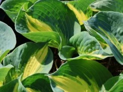 Funkie 'Dream Queen' -Günstiges Garten Zart Geschäft funkie dream queen m062317 w 3