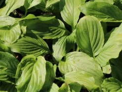 Funkie 'Honeybells' 14 Funkie 'Honeybells' -Günstiges Garten Zart Geschäft funkie honeybells m059021 w 0