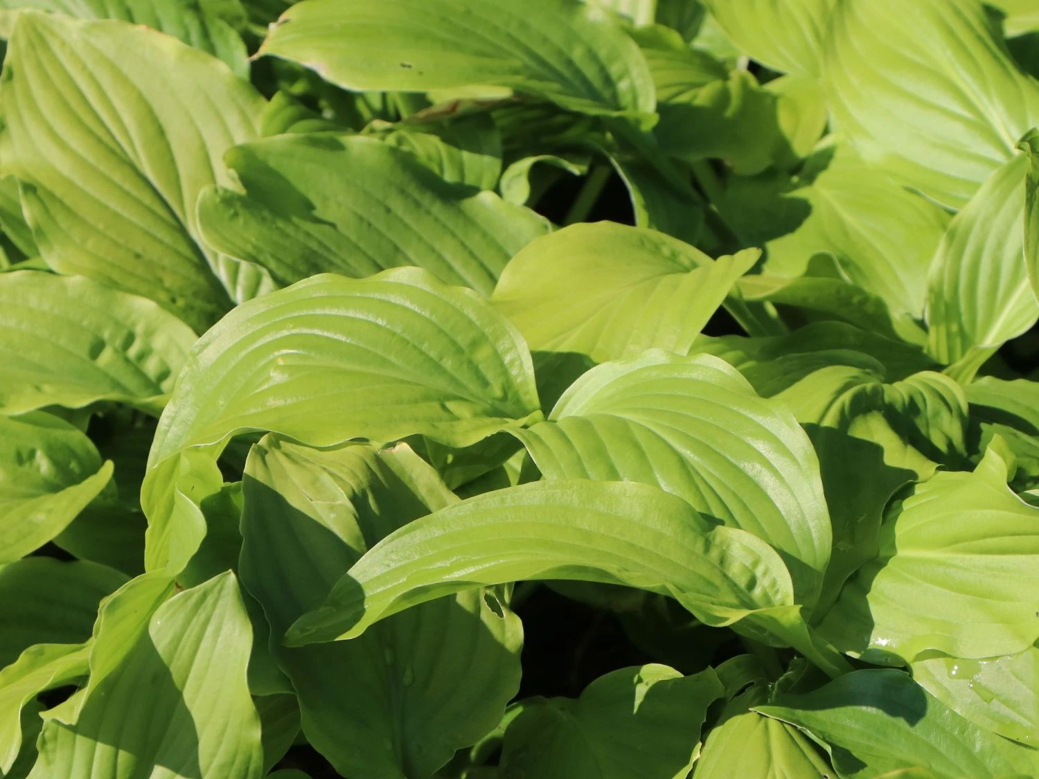 Funkie 'Honeybells' 8 Funkie 'Honeybells' – Bild 6