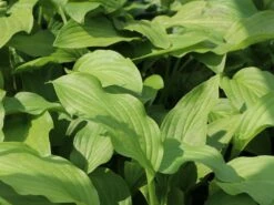 Funkie 'Honeybells' 17 Funkie 'Honeybells' -Günstiges Garten Zart Geschäft funkie honeybells m059021 w 2