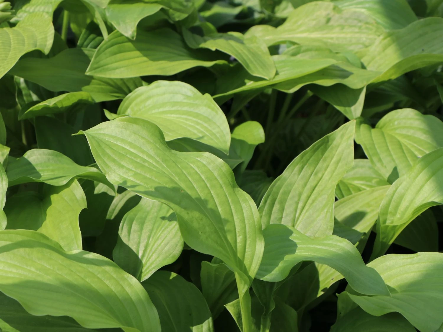 Funkie 'Honeybells' 9 Funkie 'Honeybells' – Bild 7