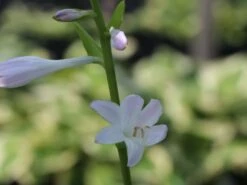 Funkie 'Honeybells' 18 Funkie 'Honeybells' -Günstiges Garten Zart Geschäft funkie honeybells m059021 w 3