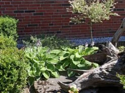 Funkie 'Honeybells' 19 Funkie 'Honeybells' -Günstiges Garten Zart Geschäft funkie honeybells m059021 w 4