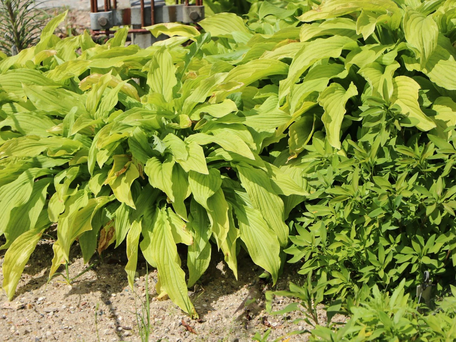 Funkie 'Honeybells' 7 Funkie 'Honeybells' – Bild 5