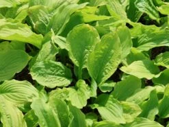 Funkie 'Honeybells' 12 Funkie 'Honeybells' -Günstiges Garten Zart Geschäft funkie honeybells m059021 w 6