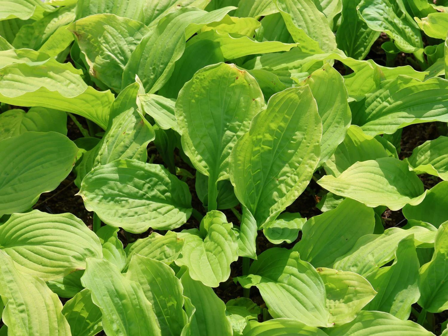 Funkie 'Honeybells' 4 Funkie 'Honeybells' – Bild 2