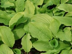 Funkie 'Honeybells' 13 Funkie 'Honeybells' -Günstiges Garten Zart Geschäft funkie honeybells m059021 w 7