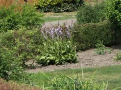 Funkie 'Lakeside Cupcake' 13 Funkie 'Lakeside Cupcake' -Günstiges Garten Zart Geschäft funkie lakeside cupcake m062321 w 0