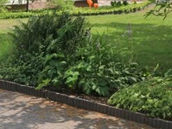 Funkie 'Lakeside Cupcake' 15 Funkie 'Lakeside Cupcake' -Günstiges Garten Zart Geschäft funkie lakeside cupcake m062321 w 1