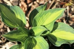 Funkie 'Lakeside Cupcake' 12 Funkie 'Lakeside Cupcake' -Günstiges Garten Zart Geschäft funkie lakeside cupcake m062321 w 2