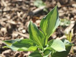 Funkie 'Lakeside Cupcake' 17 Funkie 'Lakeside Cupcake' -Günstiges Garten Zart Geschäft funkie lakeside cupcake m062321 w 3