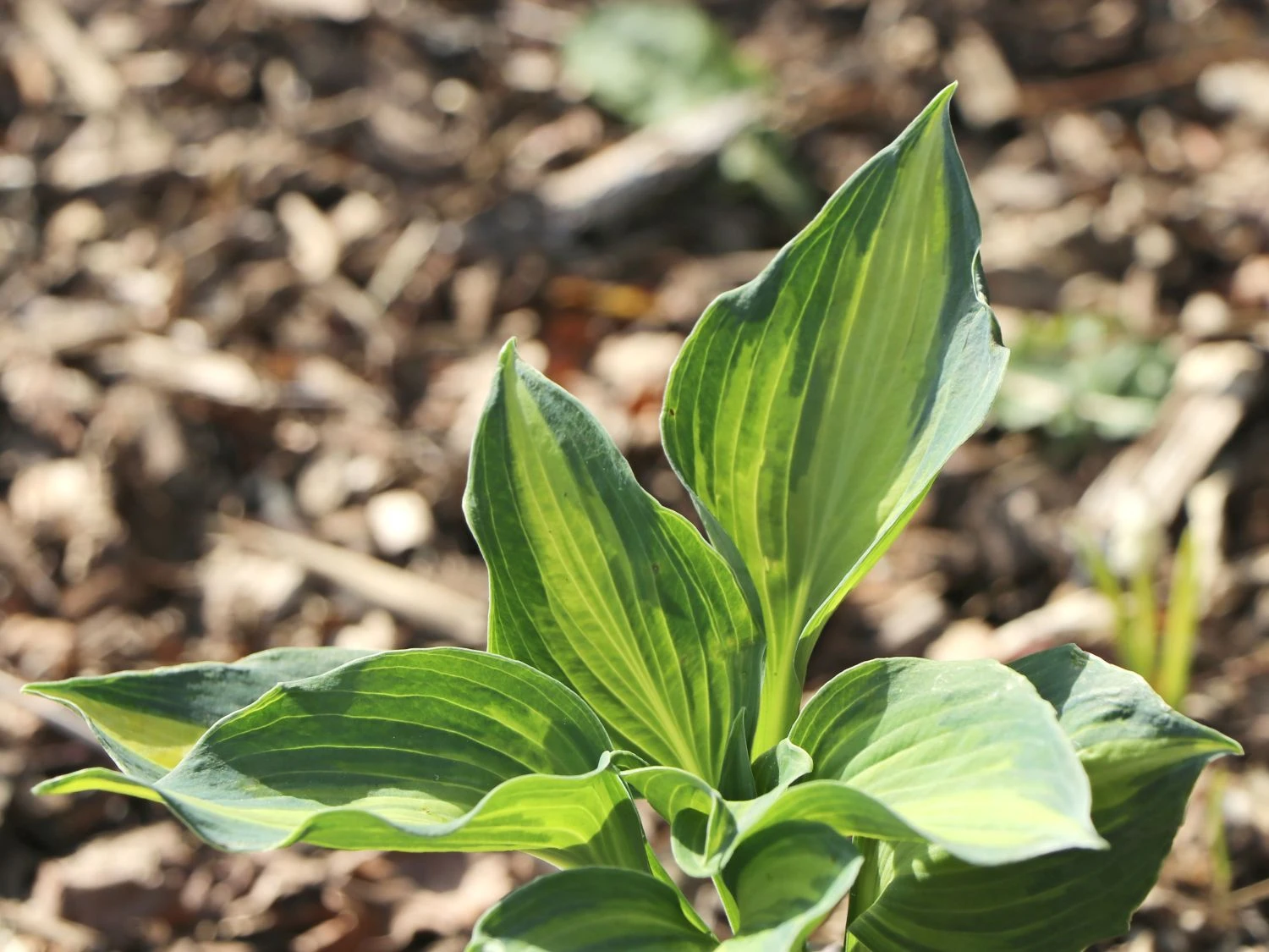 Funkie 'Lakeside Cupcake' 10 Funkie 'Lakeside Cupcake' – Bild 8