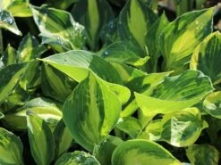 Funkie 'Lakeside Cupcake' 16 Funkie 'Lakeside Cupcake' -Günstiges Garten Zart Geschäft funkie lakeside cupcake m062321 w 4