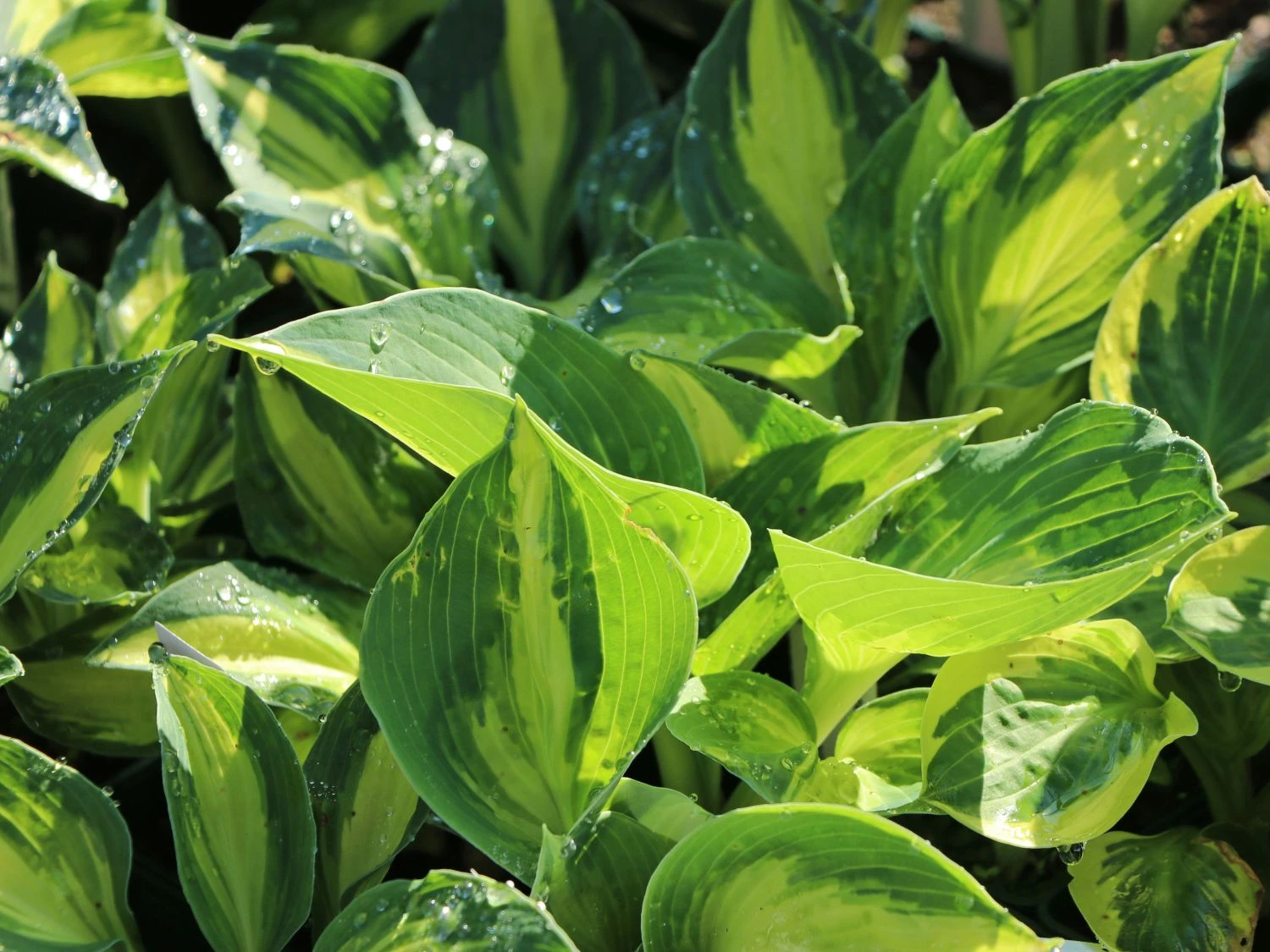 Funkie 'Lakeside Cupcake' 9 Funkie 'Lakeside Cupcake' – Bild 7