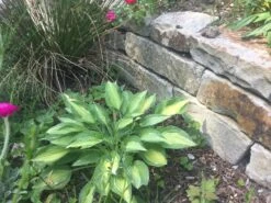 Funkie 'Mata Hari' -Günstiges Garten Zart Geschäft funkie mata hari m059099 728081 0