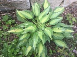 Funkie 'Mata Hari' -Günstiges Garten Zart Geschäft funkie mata hari m059099 728081 1