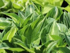 Funkie 'Mata Hari' -Günstiges Garten Zart Geschäft funkie mata hari m059099 w 0