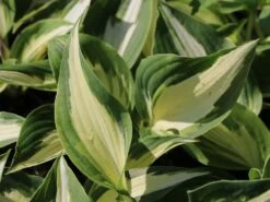 Funkie 'Night Before Christmas' -Günstiges Garten Zart Geschäft funkie night before christmas m059031 w 0