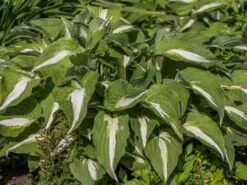 Funkie 'Night Before Christmas' -Günstiges Garten Zart Geschäft funkie night before christmas m059031 w 1