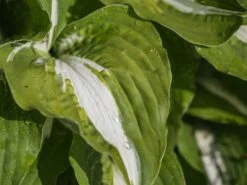 Funkie 'Night Before Christmas' -Günstiges Garten Zart Geschäft funkie night before christmas m059031 w 2