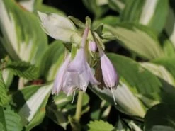 Funkie 'Night Before Christmas' -Günstiges Garten Zart Geschäft funkie night before christmas m059031 w 3