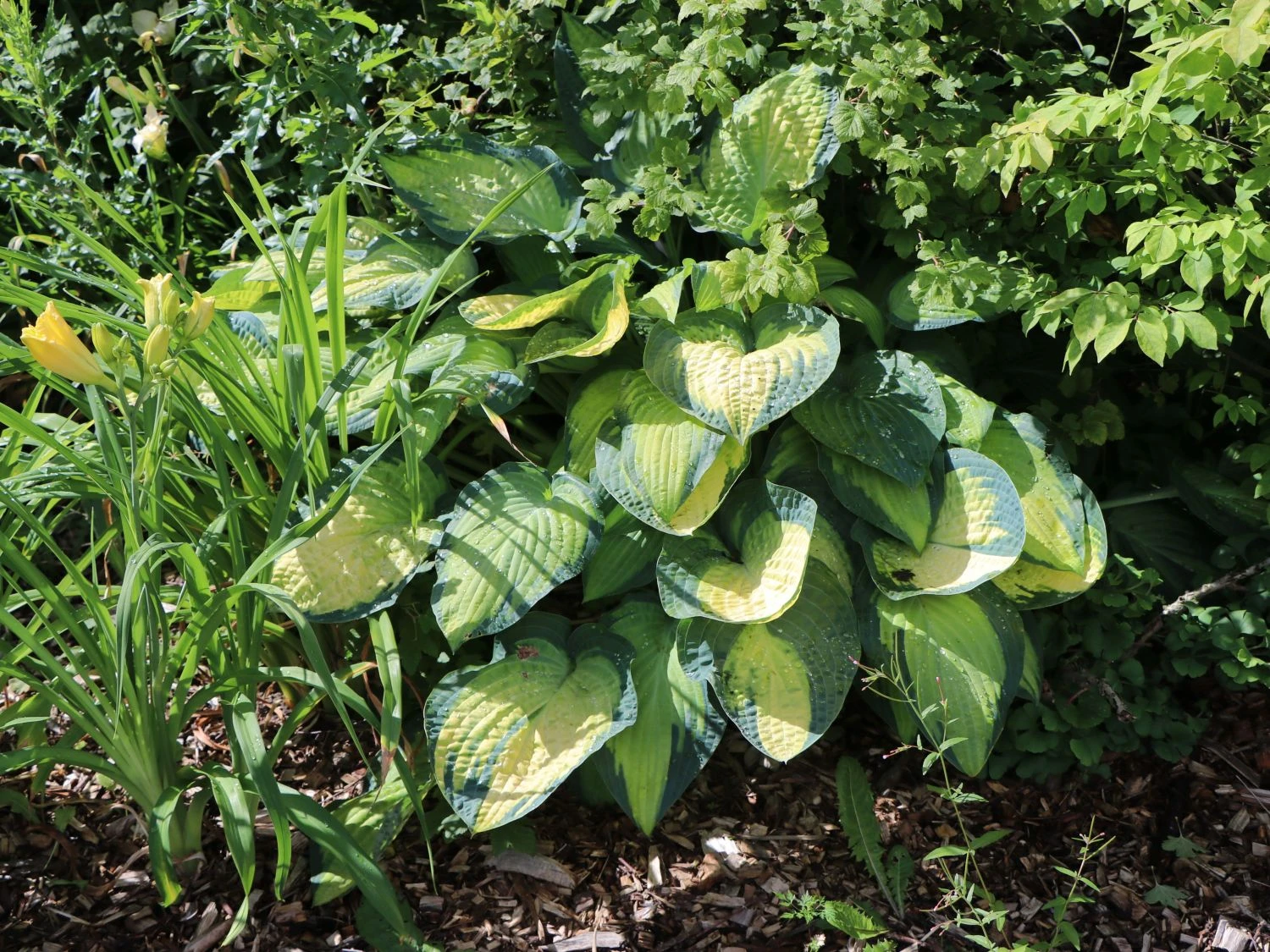 Funkie 'Pauls Glory' 3 Funkie 'Pauls Glory'