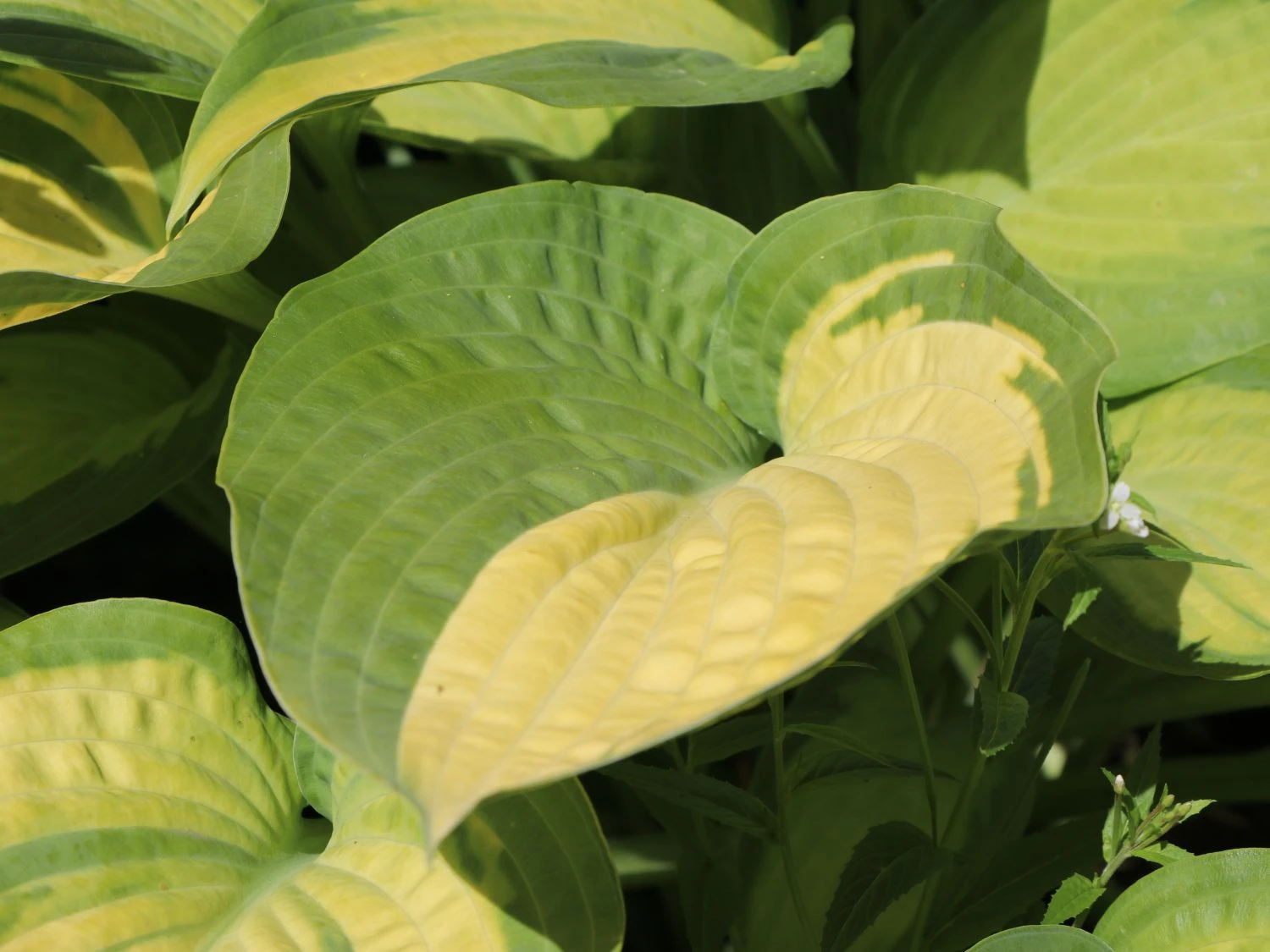 Funkie 'Pauls Glory' 4 Funkie 'Pauls Glory' – Bild 2