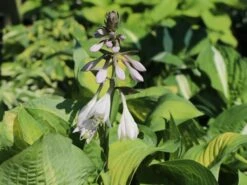 Funkie 'Pauls Glory' 18 Funkie 'Pauls Glory' -Günstiges Garten Zart Geschäft funkie pauls glory m059101 w 1