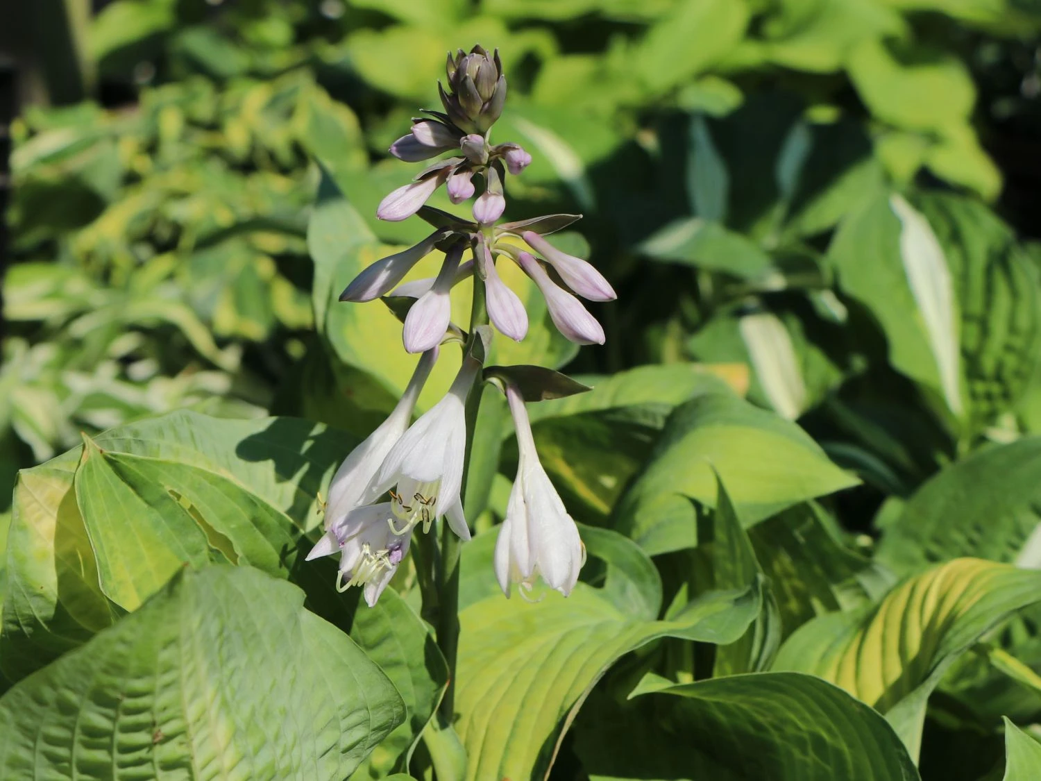 Funkie 'Pauls Glory' 7 Funkie 'Pauls Glory' – Bild 5