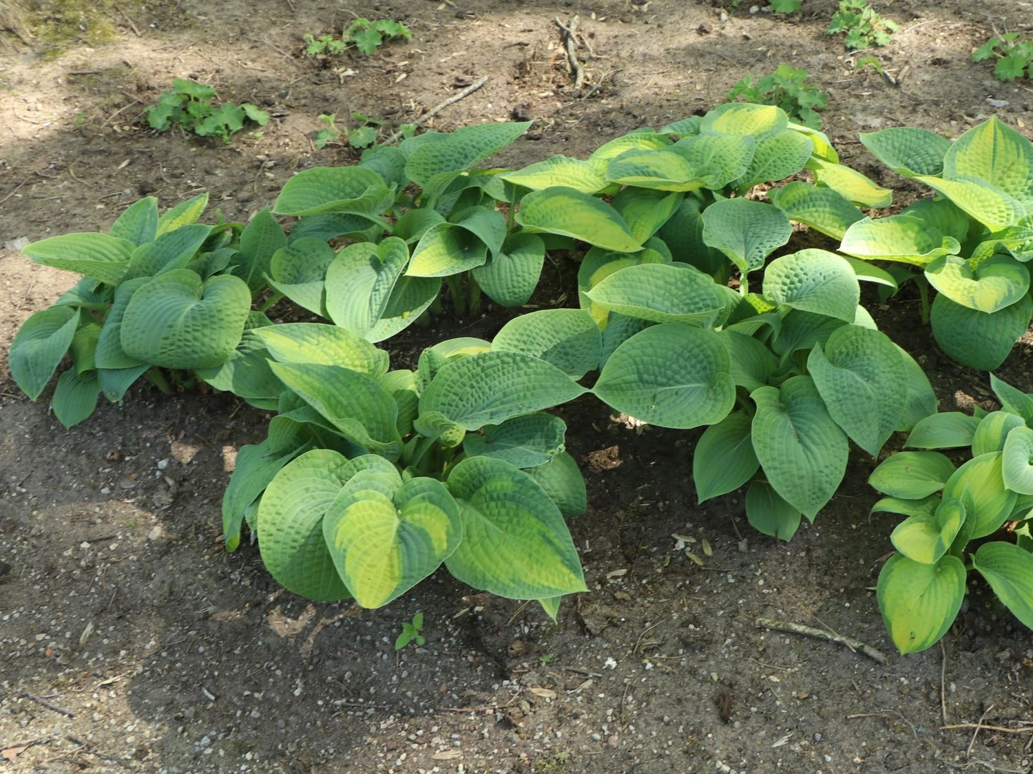 Funkie 'Pauls Glory' 10 Funkie 'Pauls Glory' – Bild 8