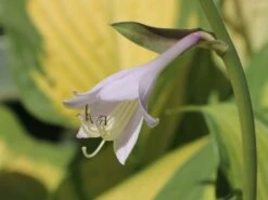 Funkie 'Pauls Glory' 16 Funkie 'Pauls Glory' -Günstiges Garten Zart Geschäft funkie pauls glory m059101 w 2