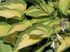 Funkie 'Pauls Glory' 24 Funkie 'Pauls Glory' -Günstiges Garten Zart Geschäft funkie pauls glory m059101 w 3