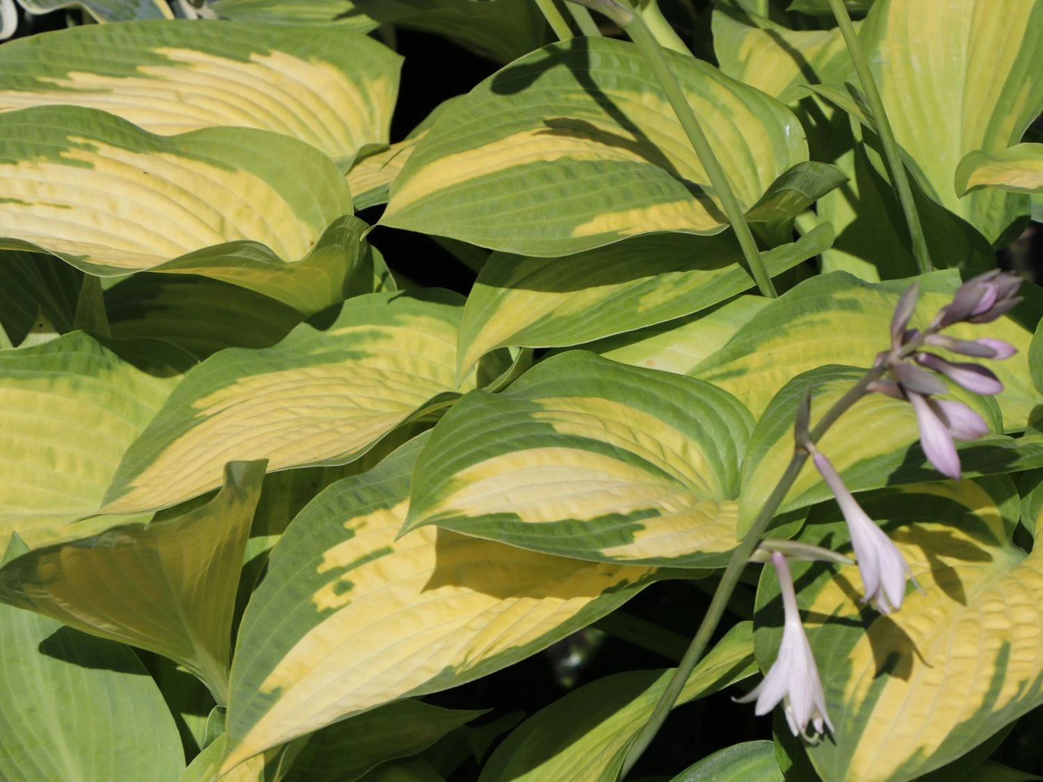 Funkie 'Pauls Glory' 13 Funkie 'Pauls Glory' – Bild 11