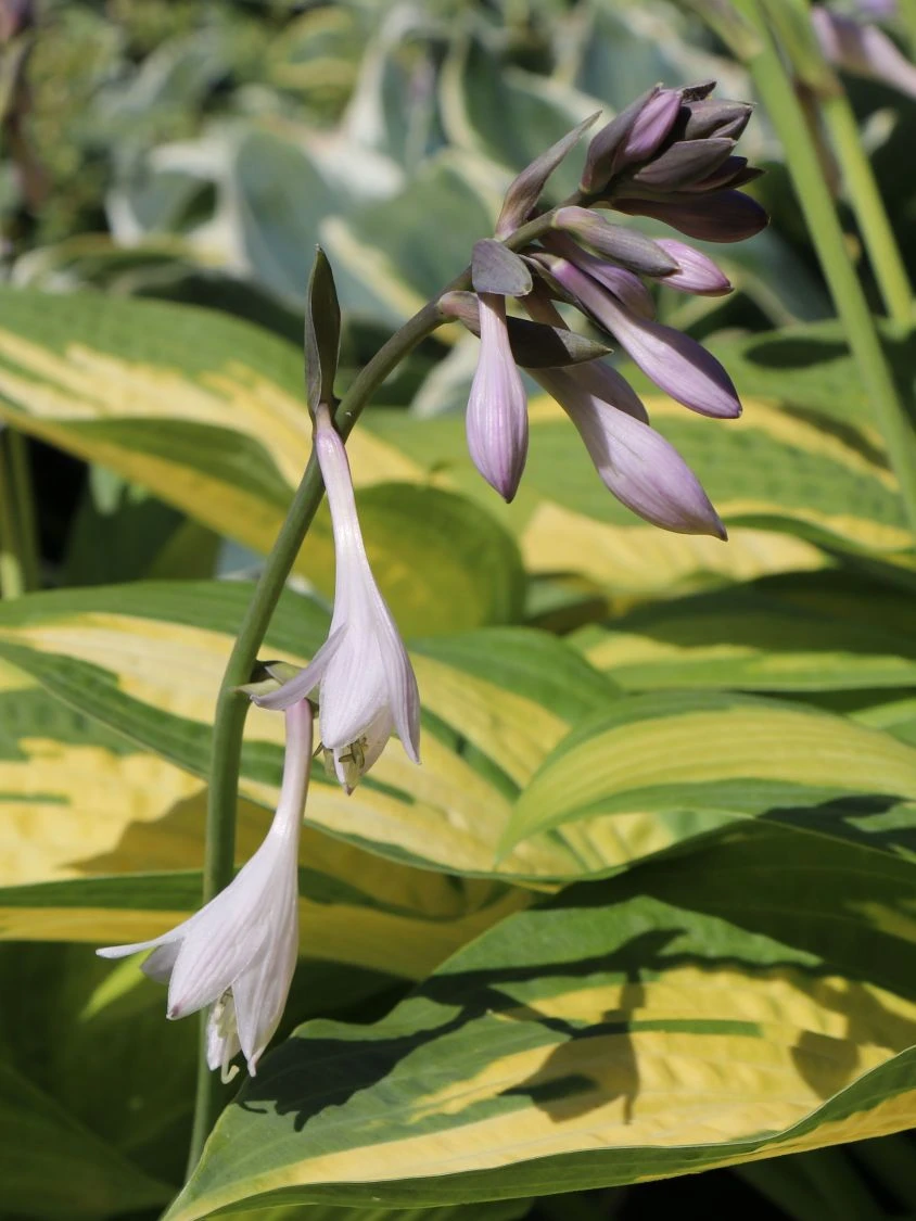 Funkie 'Pauls Glory' 6 Funkie 'Pauls Glory' – Bild 4