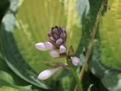 Funkie 'Pauls Glory' 19 Funkie 'Pauls Glory' -Günstiges Garten Zart Geschäft funkie pauls glory m059101 w 5