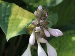 Funkie 'Pauls Glory' 20 Funkie 'Pauls Glory' -Günstiges Garten Zart Geschäft funkie pauls glory m059101 w 6