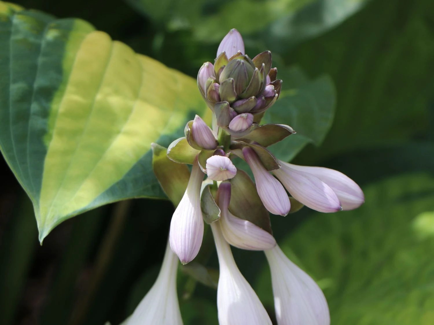 Funkie 'Pauls Glory' 9 Funkie 'Pauls Glory' – Bild 7