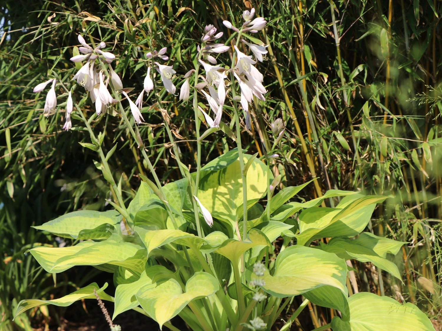 Funkie 'Pauls Glory' 11 Funkie 'Pauls Glory' – Bild 9