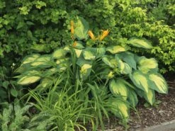 Funkie 'Pauls Glory' 23 Funkie 'Pauls Glory' -Günstiges Garten Zart Geschäft funkie pauls glory m059101 w 8