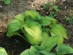 Funkie 'Pauls Glory' 25 Funkie 'Pauls Glory' -Günstiges Garten Zart Geschäft funkie pauls glory m059101 w 9