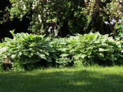 Funkie 'Pilgrim' -Günstiges Garten Zart Geschäft funkie pilgrim m059103 w 0