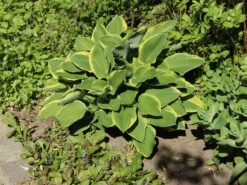 Funkie 'Pilgrim' -Günstiges Garten Zart Geschäft funkie pilgrim m059103 w 1