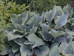 Funkie 'Purple Haze'