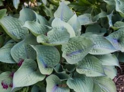 Funkie 'Purple Haze' -Günstiges Garten Zart Geschäft funkie purple haze m059043 w 1