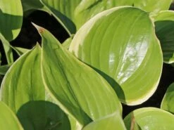 Funkie 'Winter Snow'