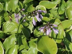 Funkie 'Winter Snow' -Günstiges Garten Zart Geschäft funkie winter snow m081880 w 0