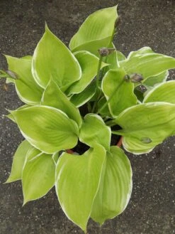 Funkie 'Winter Snow' -Günstiges Garten Zart Geschäft funkie winter snow m081880 w 1