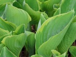 Funkie 'Winter Snow' -Günstiges Garten Zart Geschäft funkie winter snow m081880 w 3